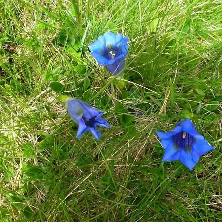 Appartement 2 Pièces, Centre Cauterets, Proche Thermes Et Télécabine - Fr-1-234-122
