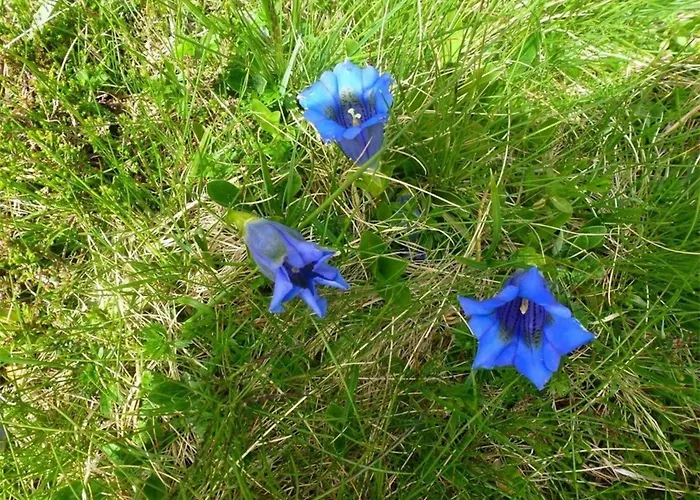Appartement 2 Pièces, Centre Cauterets, Proche Thermes Et Télécabine - Fr-1-234-122